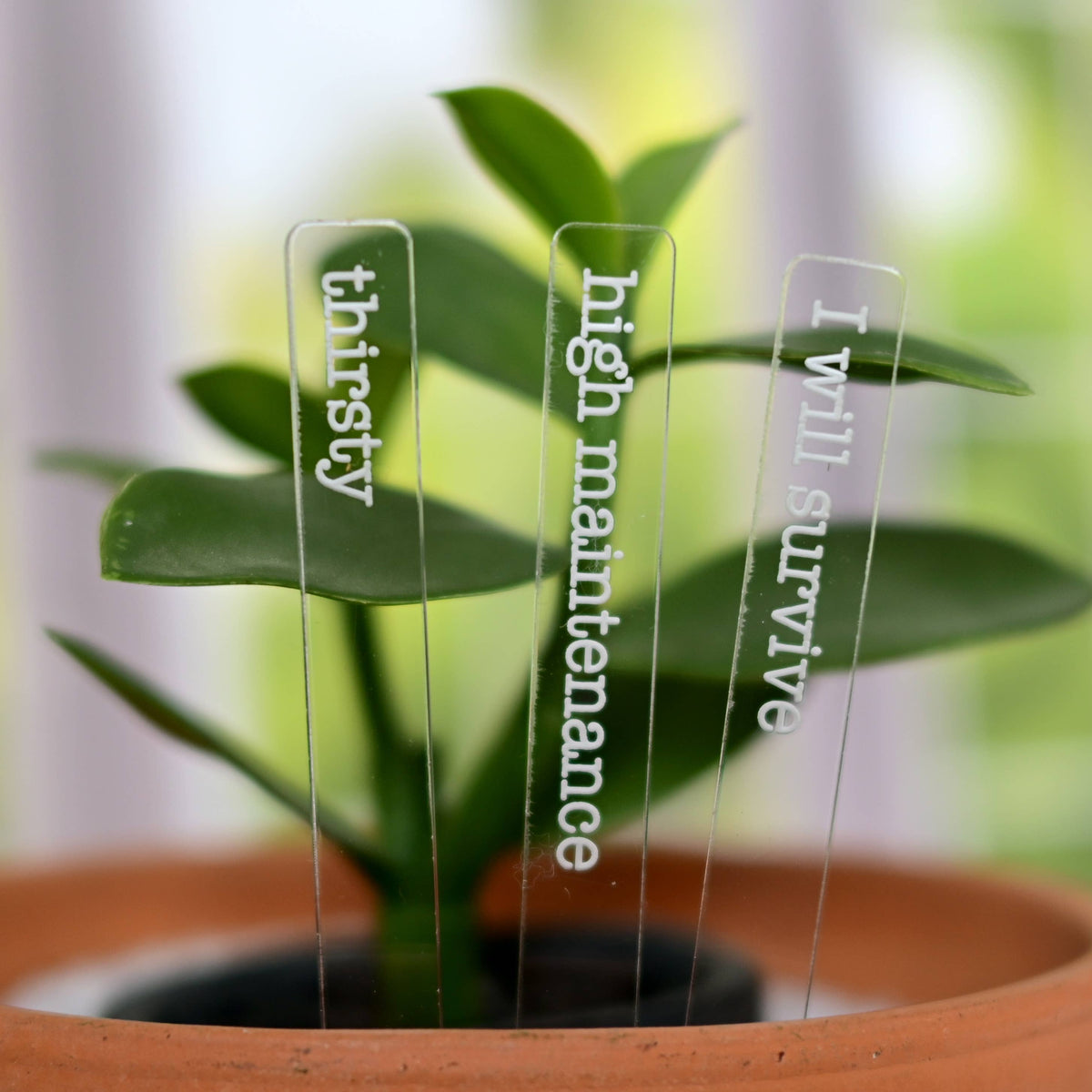 Punny Plant Markers Set of 3 - Pots and Plants - Gardening