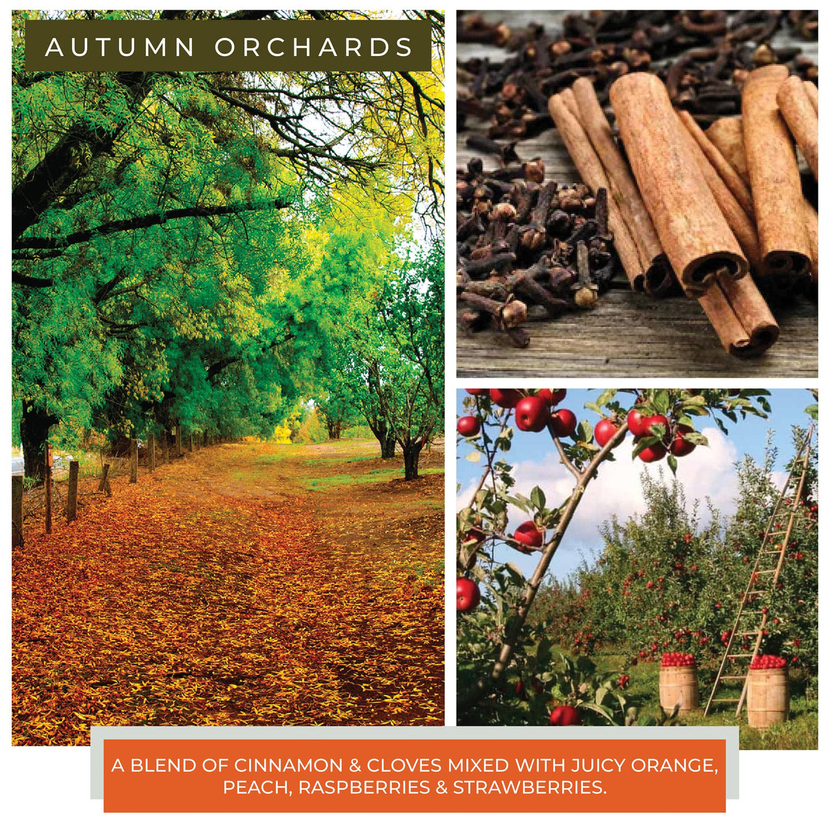 Autumn Orchards KOTL Papa Candle (34oz.) – Autumn Orchards