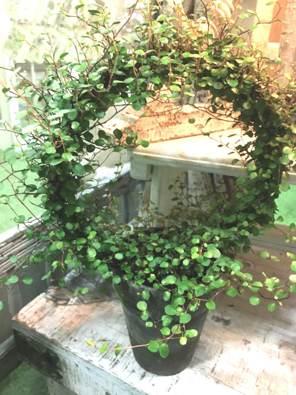 Live Plants- Angel Vine Ring Extra large