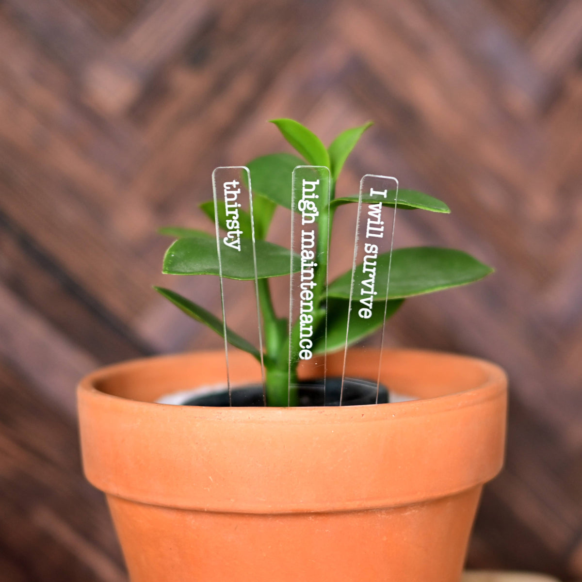 Punny Plant Markers Set of 3 - Pots and Plants - Gardening