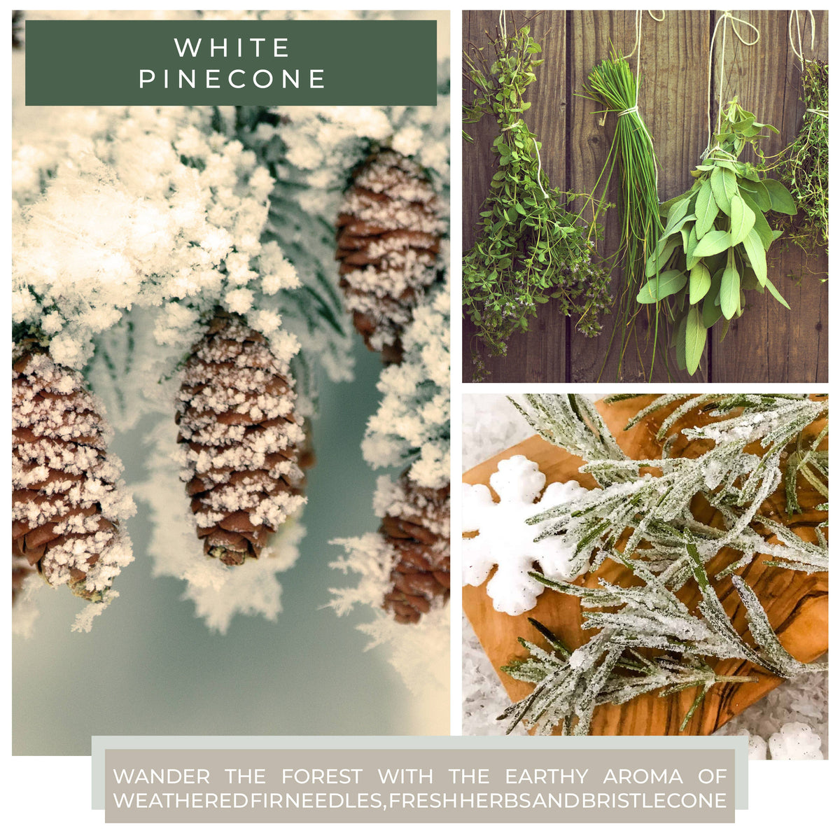 White Pinecone KOTL Papa Candle (34oz.) - White Pinecone