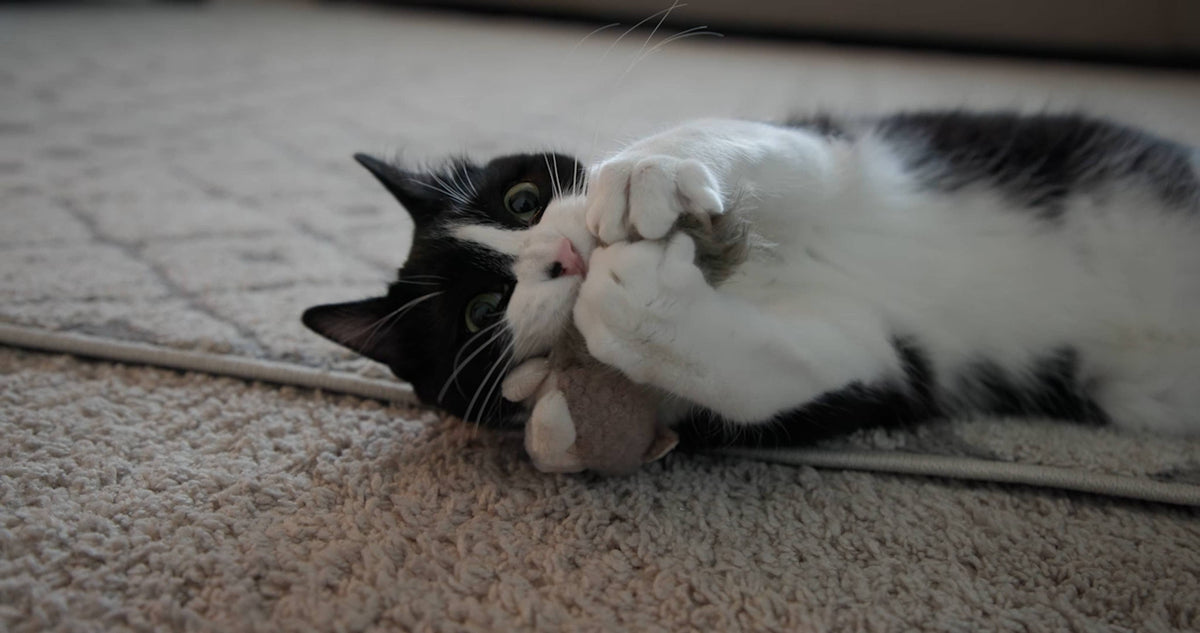HuggleKats® Wee Fellar Squirrelie Cat Toy