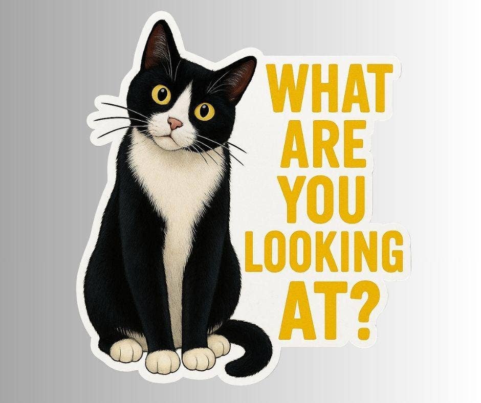 Funny Cat Sticker "What Are You Looking At"