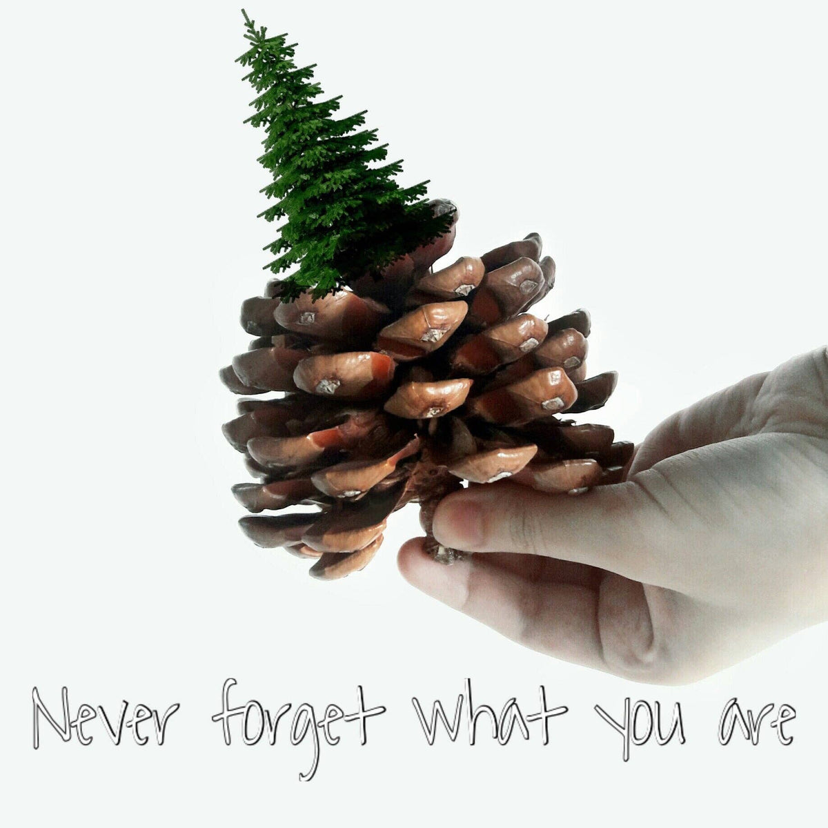 All-White Pine Cones....White pine cones Ponderosa