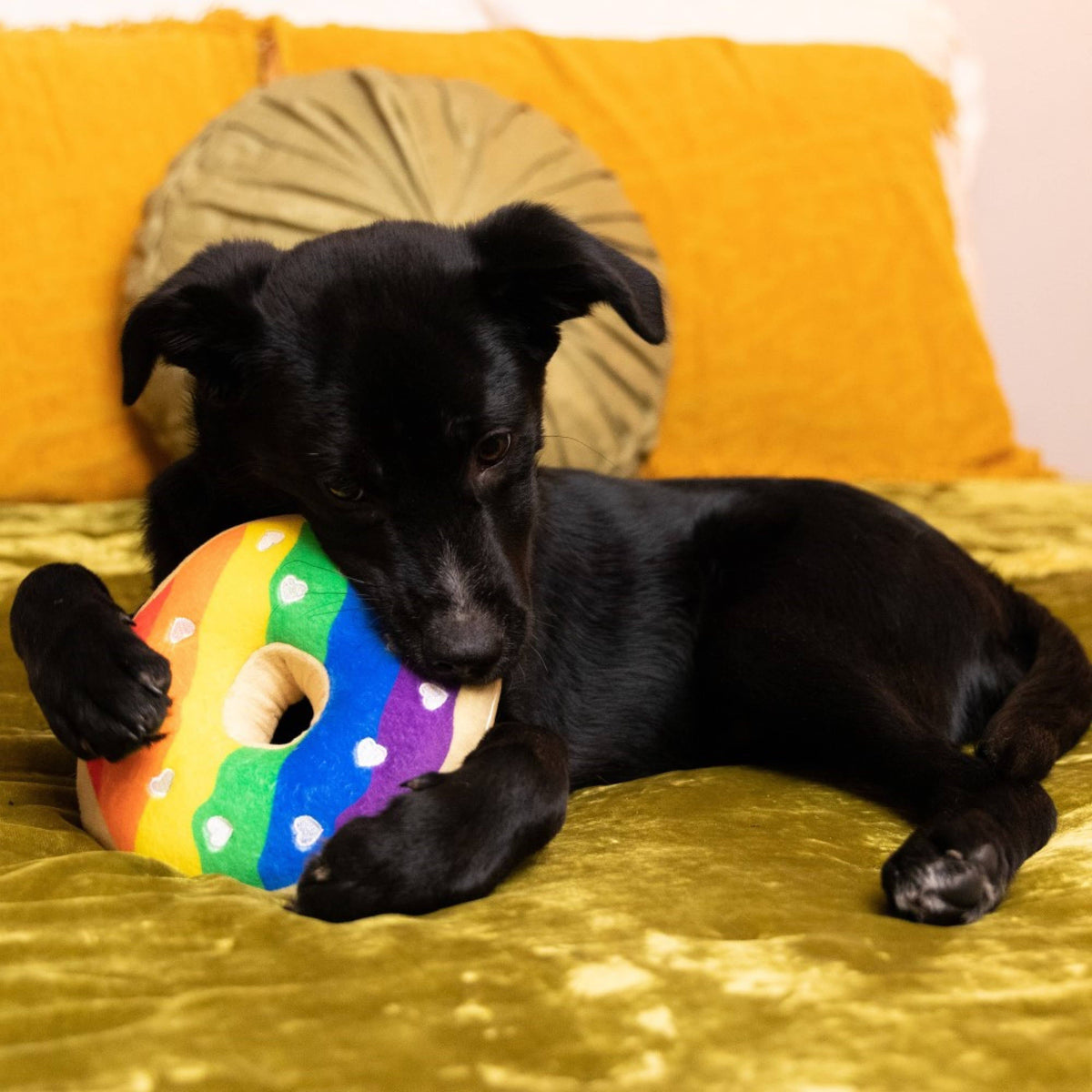 Pride Donut For Dogs: SM