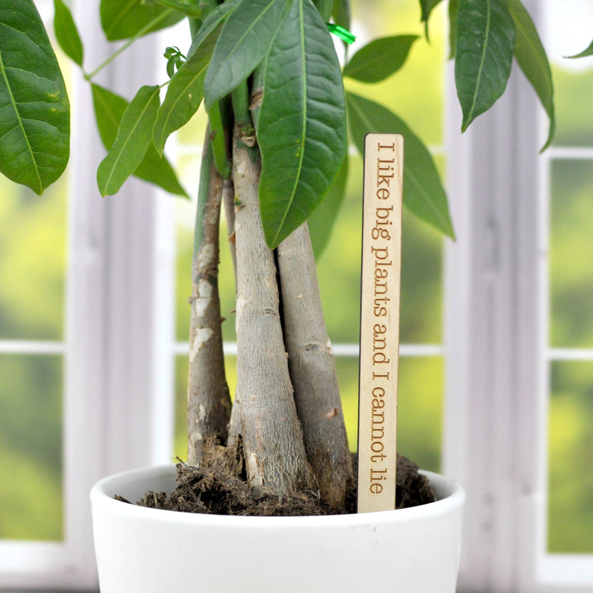 Punny Plant Markers - Spring and Summer Garden and Plants: