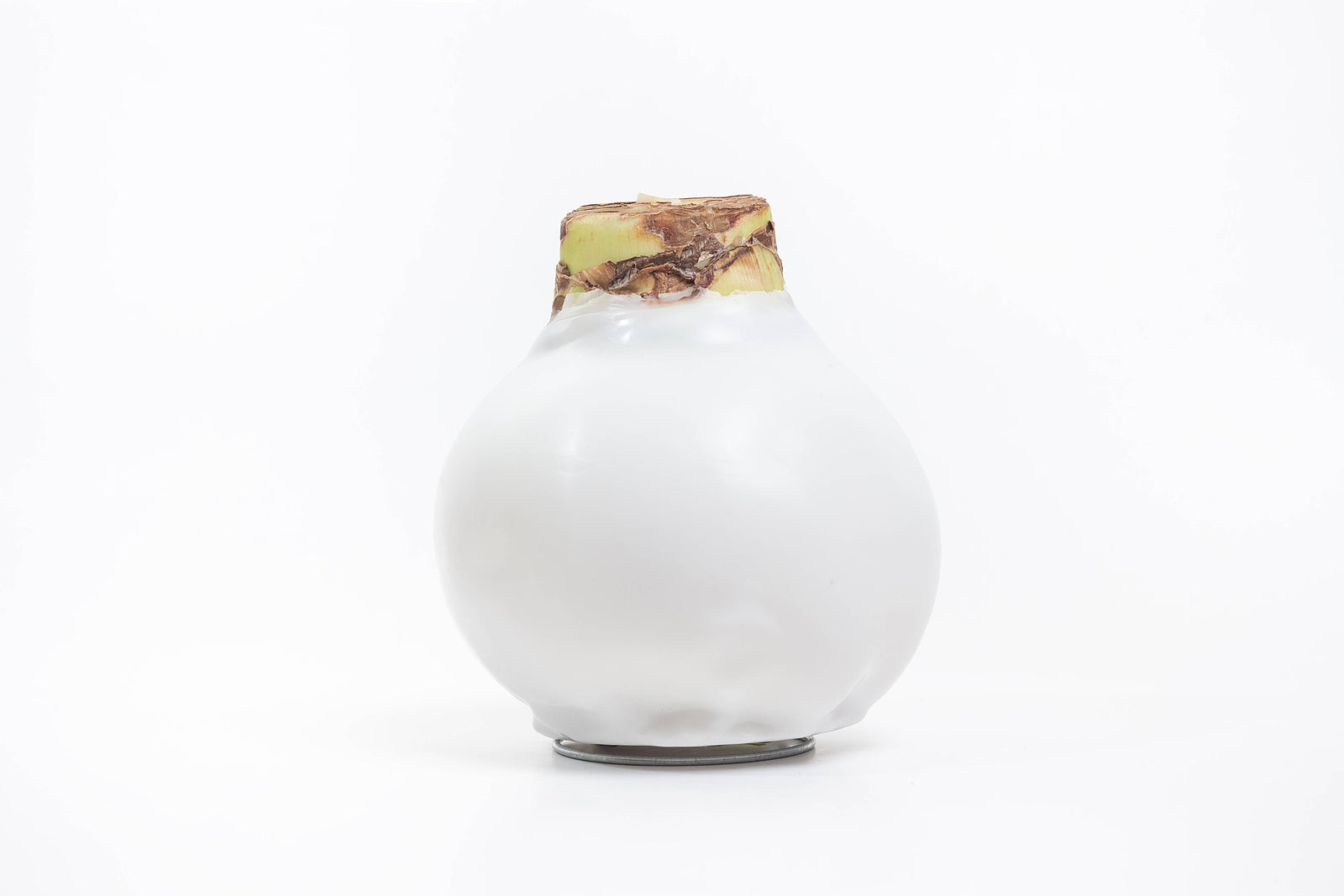 Double White Amaryllis Flower White Wax