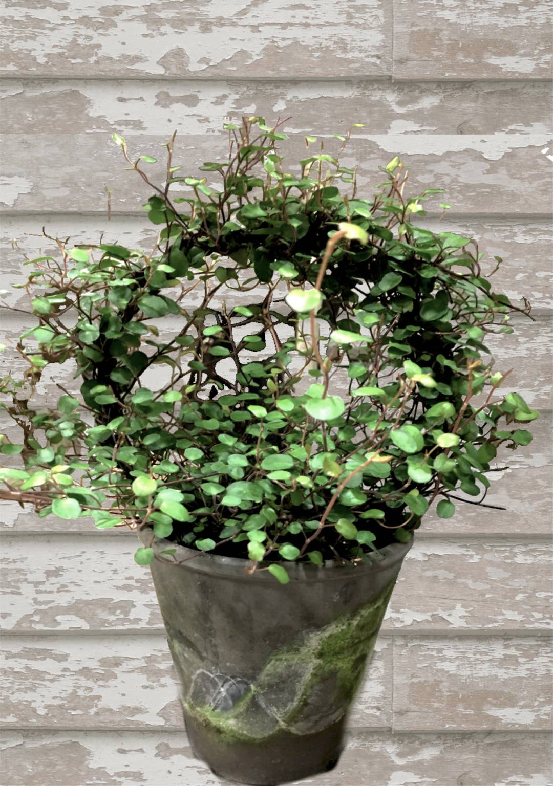 Live Plants- Angel Vine Ring