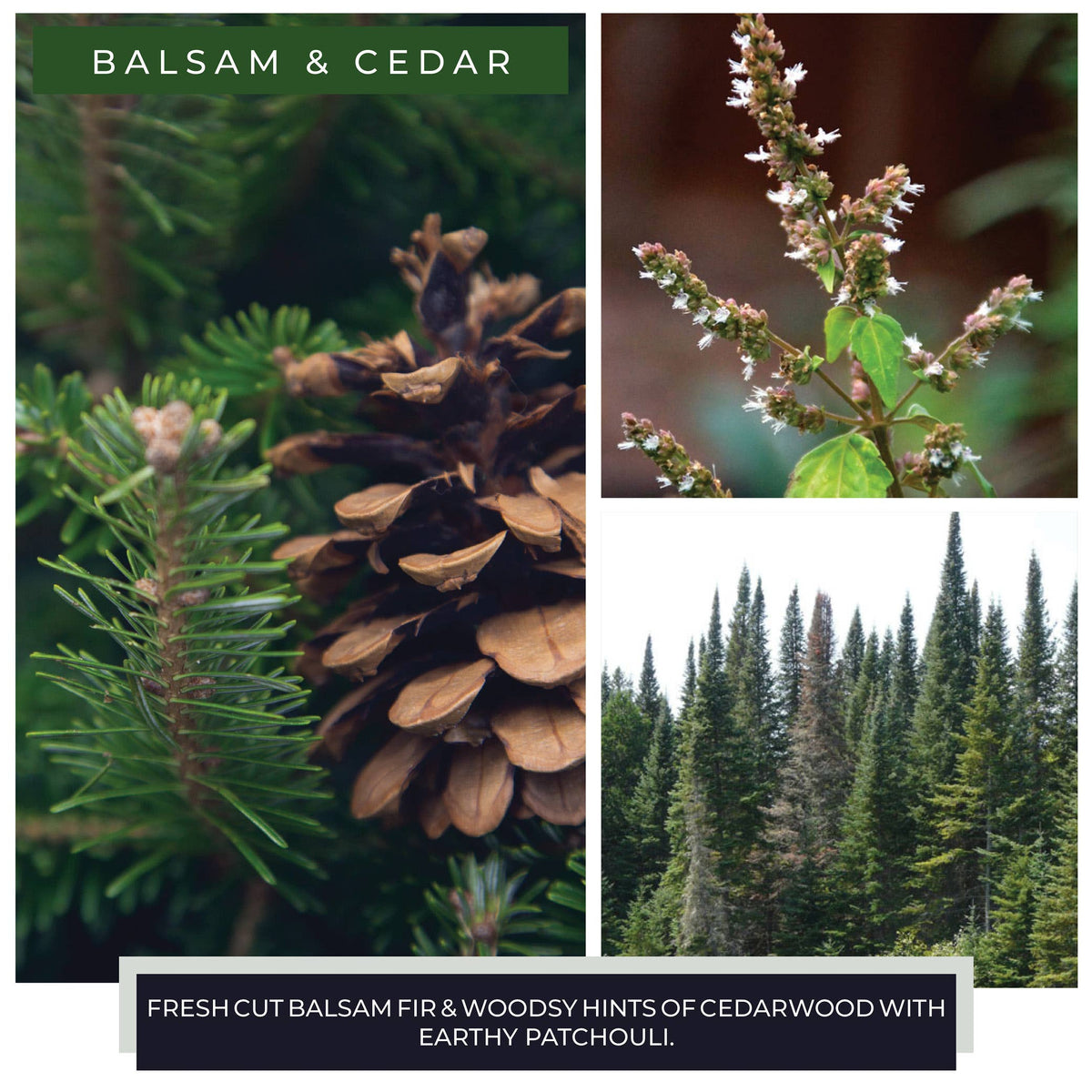 Balsam &amp; Cedar KOTL Papa Candle (34oz.) – Balsam &amp; Cedar