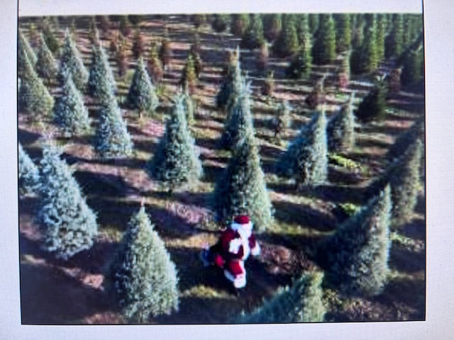 "O Tannenbaum"  Memphis Tenn Greeting Card by Karen Pulfer Focht