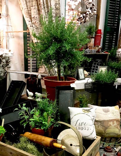 Live Plants- Rosemary  Single Ball 5"