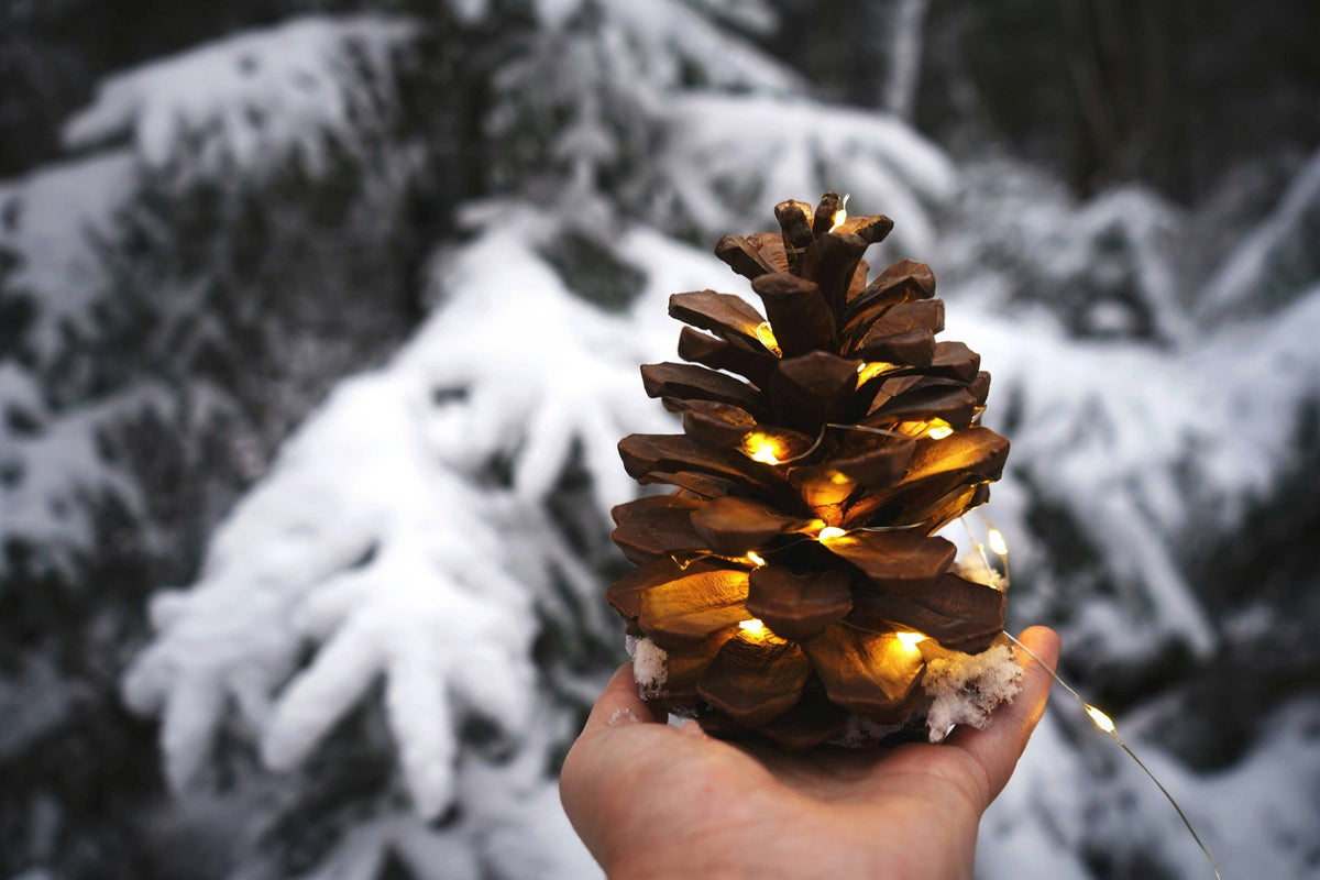 Pine cones cinnamon scented in bag