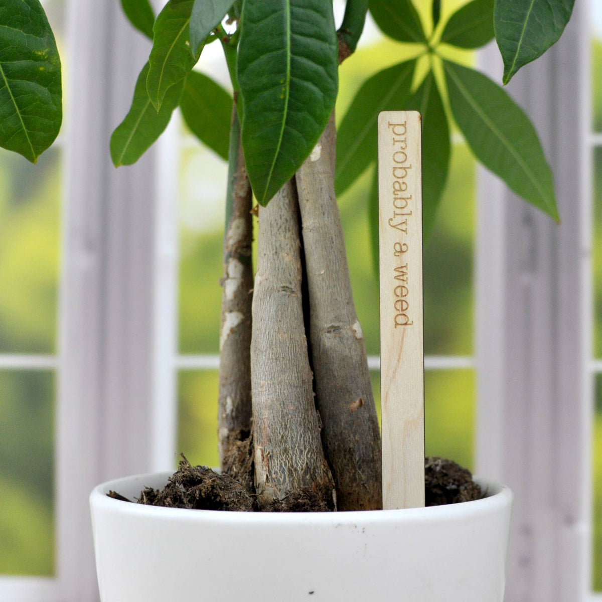 Punny Plant Markers - Spring and Summer Garden and Plants: