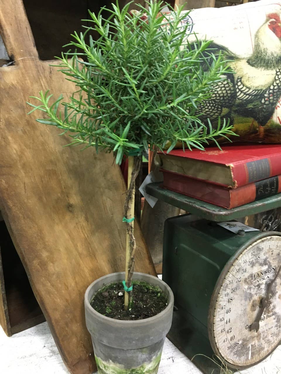 Live Plants- Rosemary  Single Ball 5"