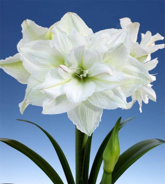 Double White Amaryllis Flower Gold Lacquer Splatter