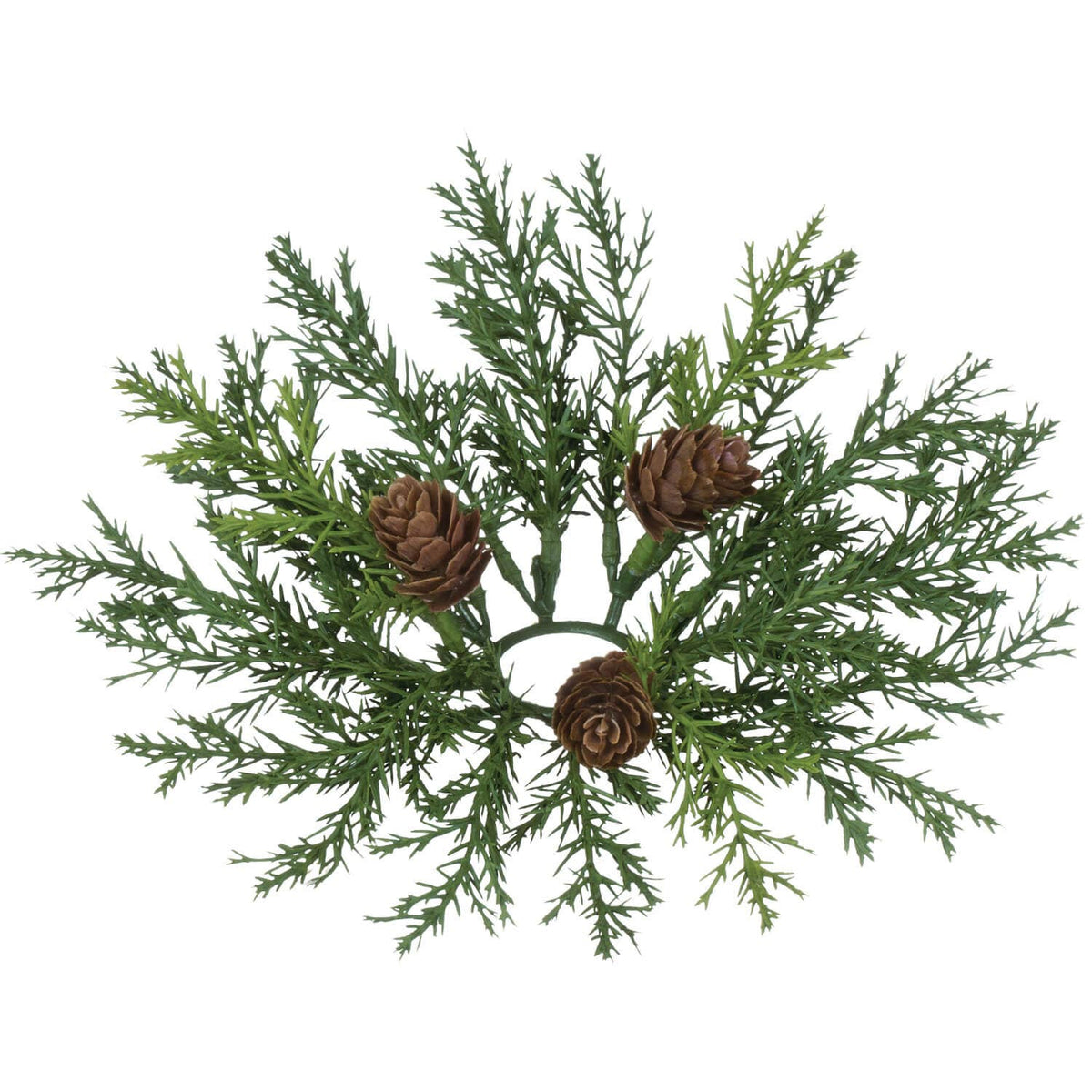 1.5&quot; ARBORVITAE ACCENT RING