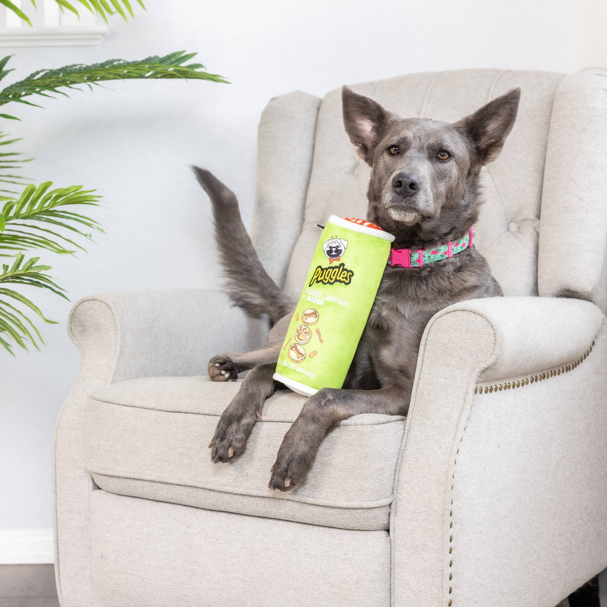 Puggles Can For Dogs: Large