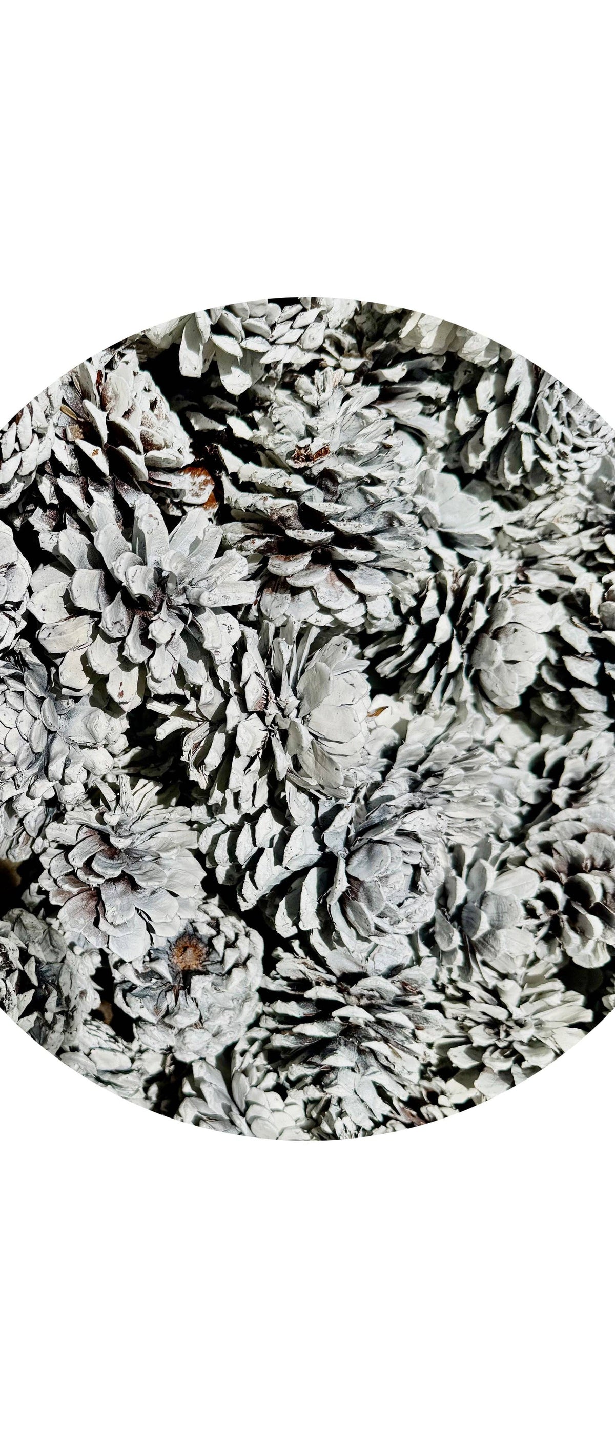 All-White Pine Cones....White pine cones Ponderosa