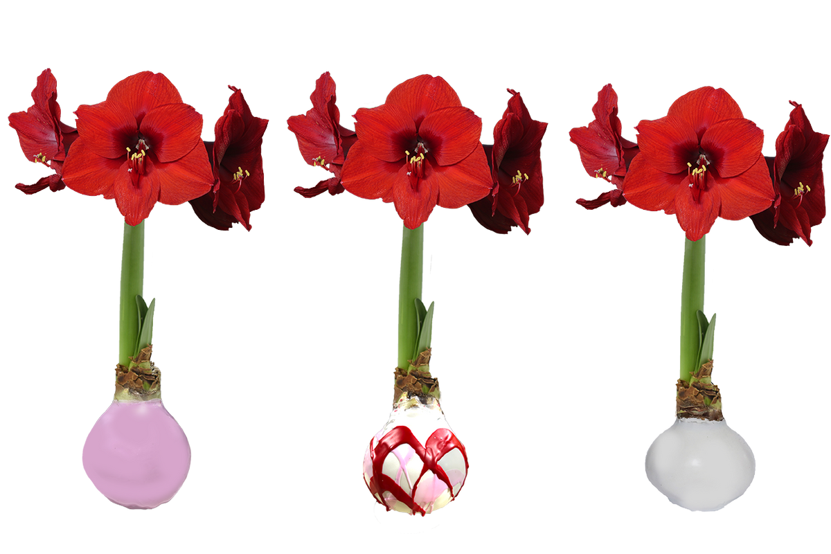 Valentines Amaryllis