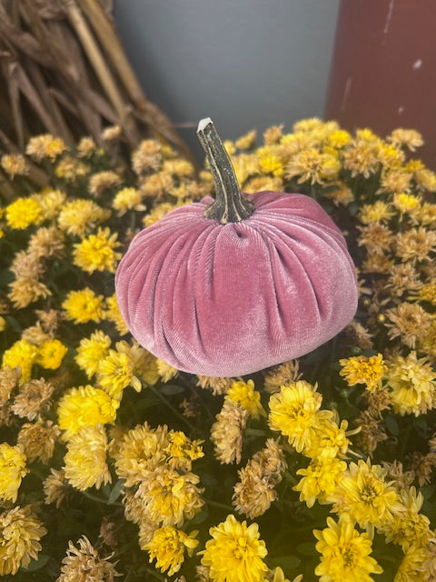 Velvet Pumpkins