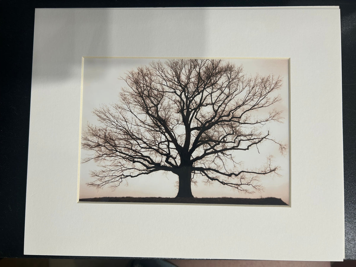 "TREE" Matted Photograph by Karen Pulfer Focht