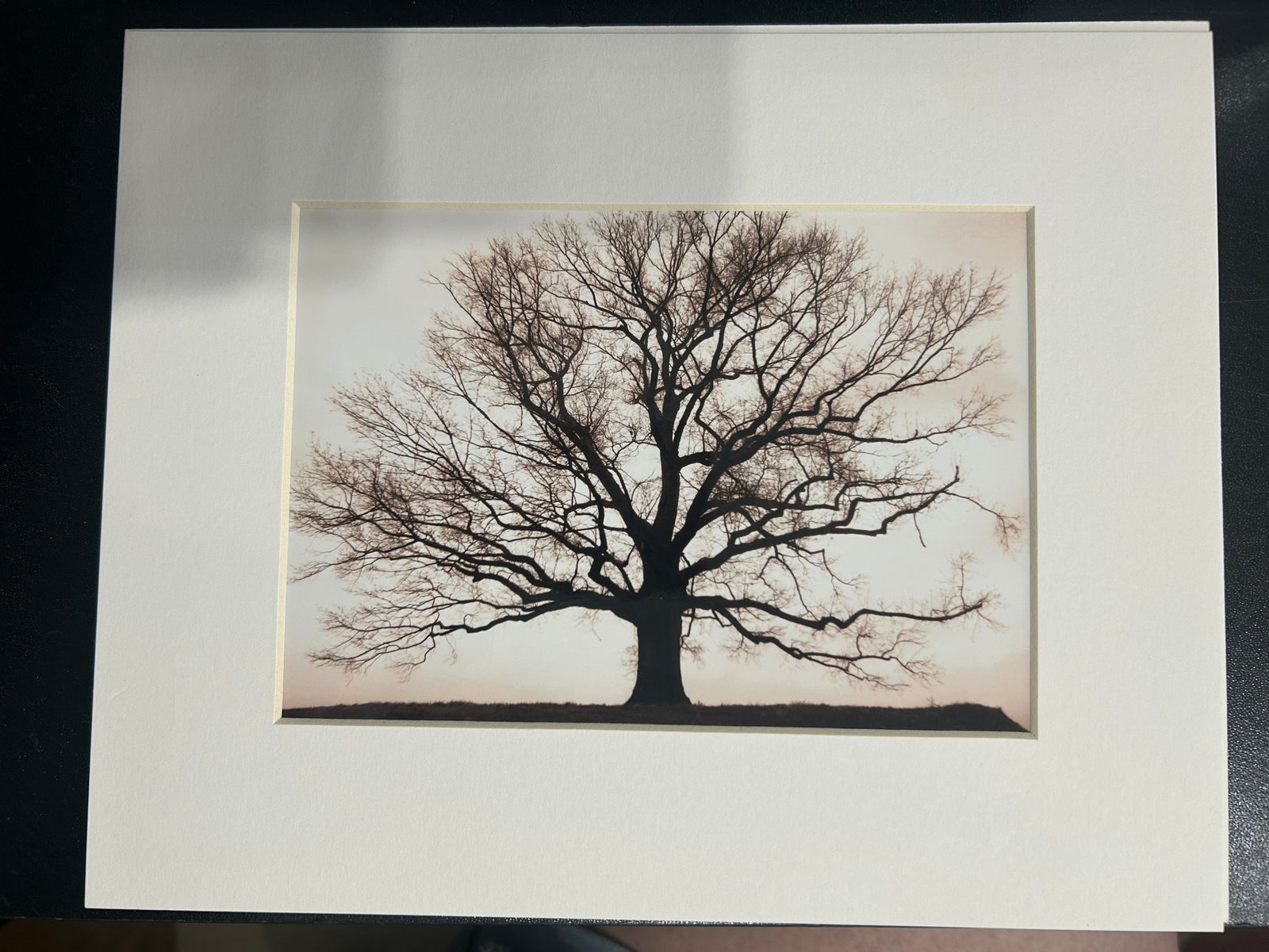 "TREE" Matted Photograph by Karen Pulfer Focht