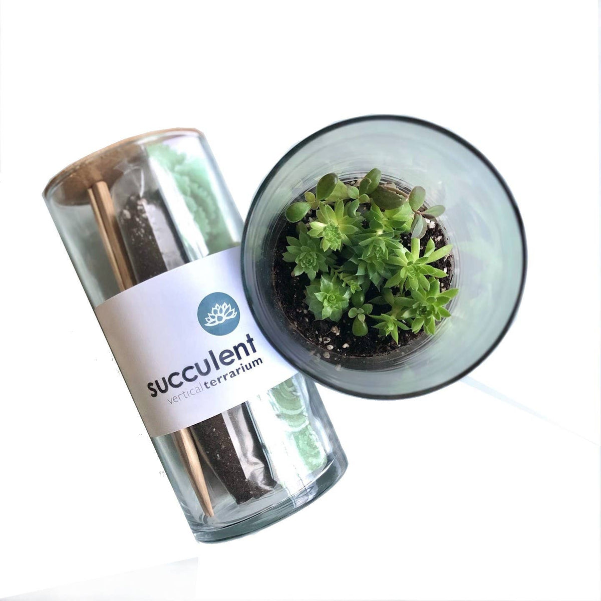 Vertical Succulent Terrarium | Gift Idea: Vertical Terrarium