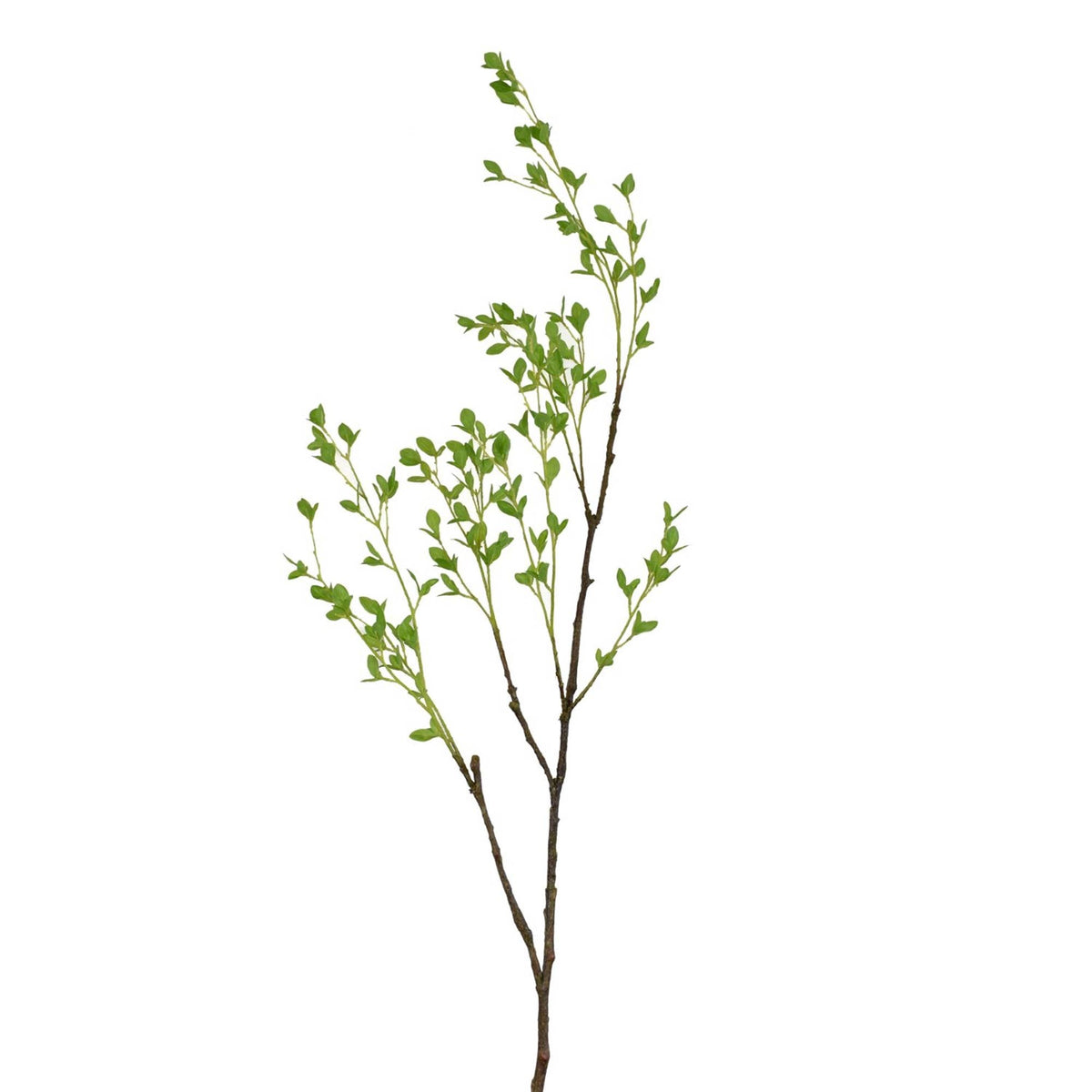 PLANTS 53.5” Cuttings Leaf Branch - Green