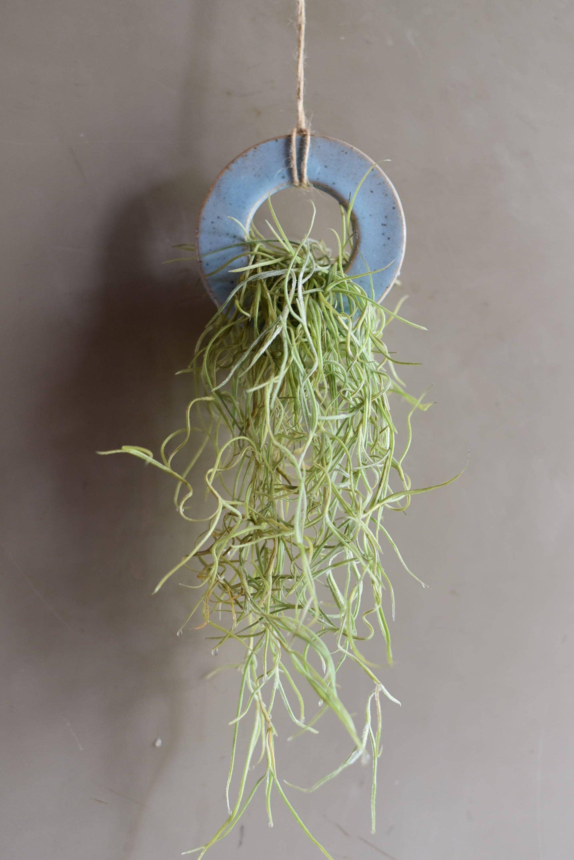 Air Plant Holder - RING