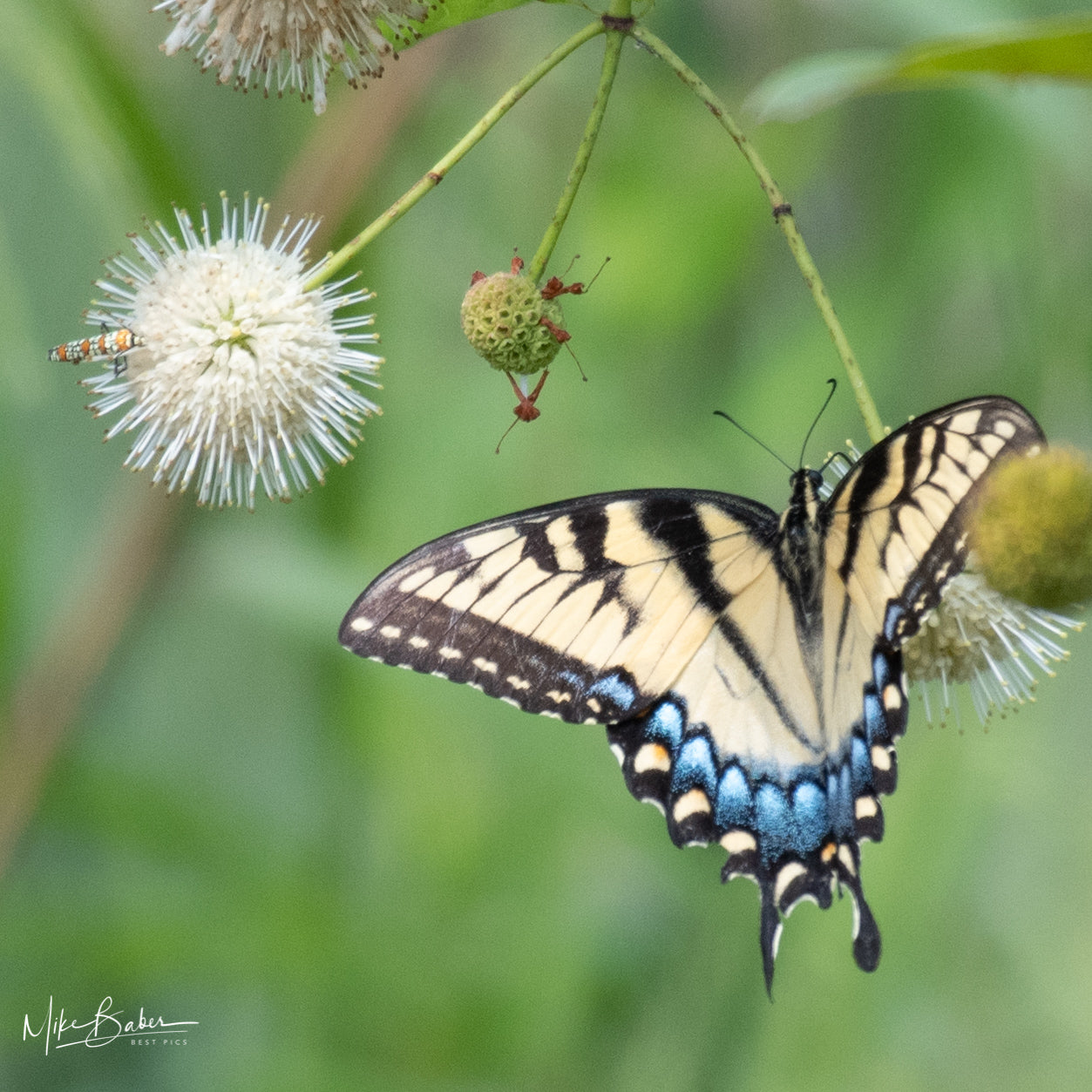201 Butterfly with Friend PHOTOGRAPH by Mike Baber