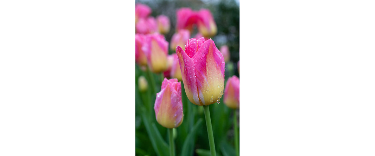 Photographs by Erica Haskett