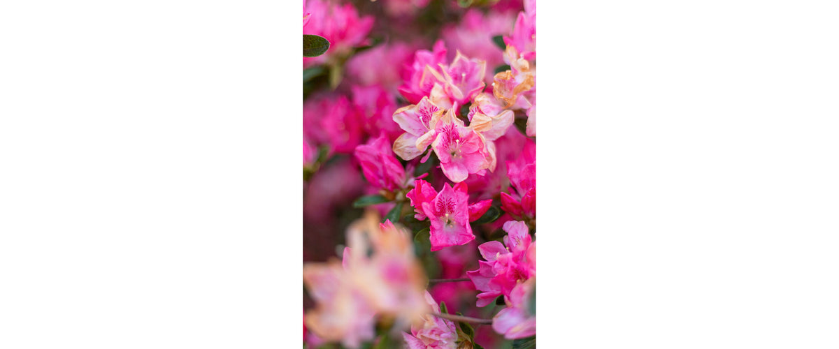 Photographs by Erica Haskett