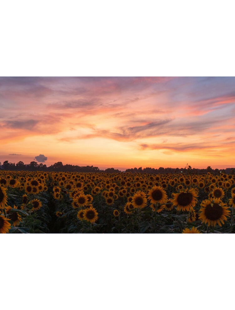 Photographs by Erica Haskett