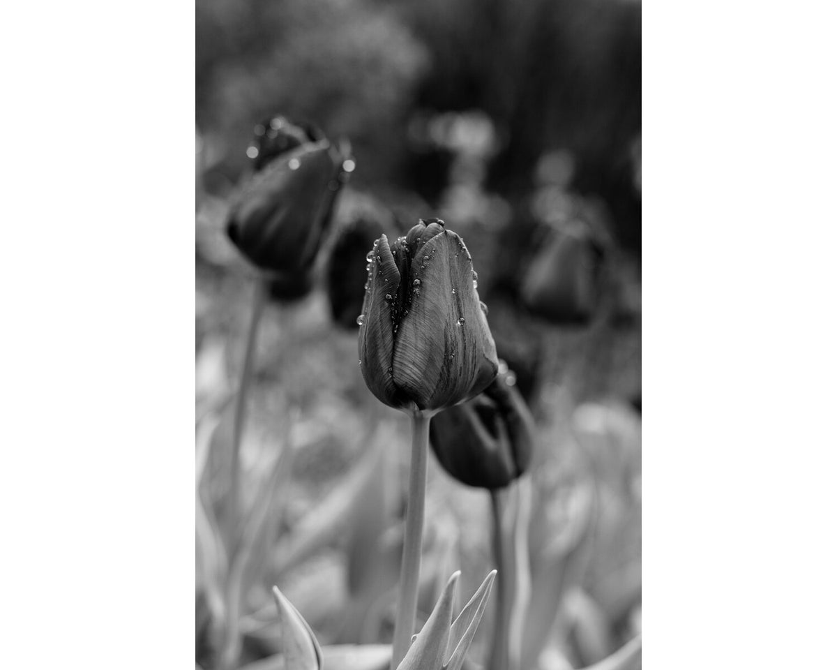 Photographs by Erica Haskett