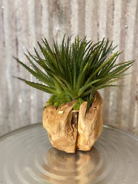 Orb with Aloe