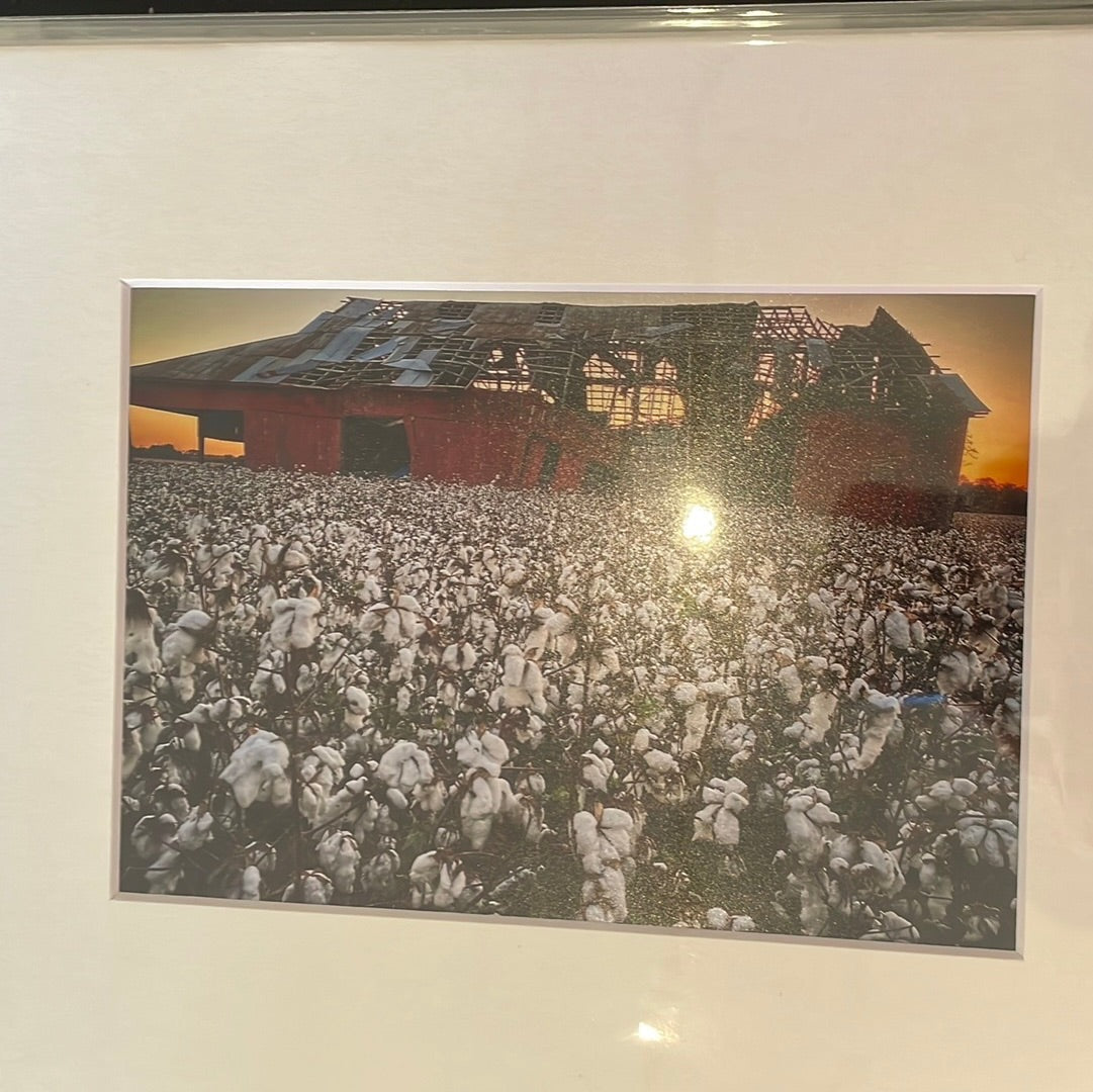 "Cotton with Red Barn" Matted Photograph by Karen Pulfer Focht